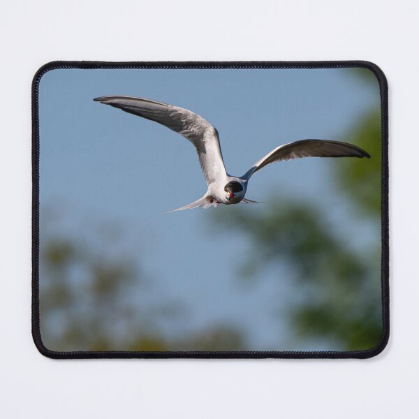 Item preview, Common Tern designed and sold by MTPhotos1406.