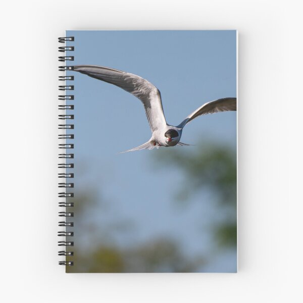Item preview, Common Tern designed and sold by MTPhotos1406.
