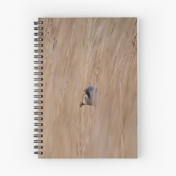 Item preview, Bearded Tit designed and sold by MTPhotos1406.