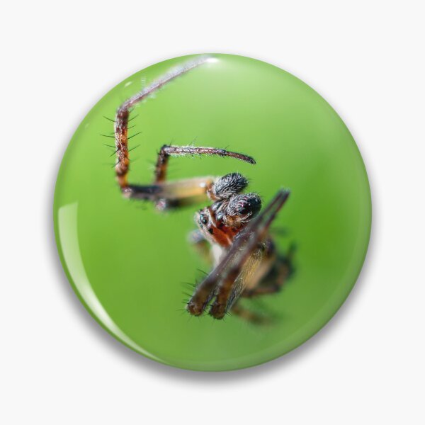 Item preview, Spider designed and sold by MTPhotos1406.