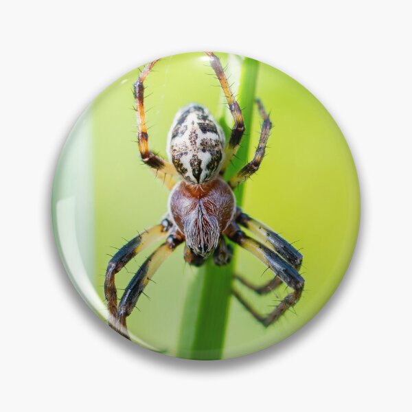 Item preview, Spider designed and sold by MTPhotos1406.