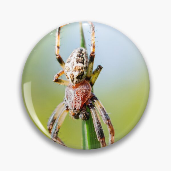 Item preview, Spider designed and sold by MTPhotos1406.