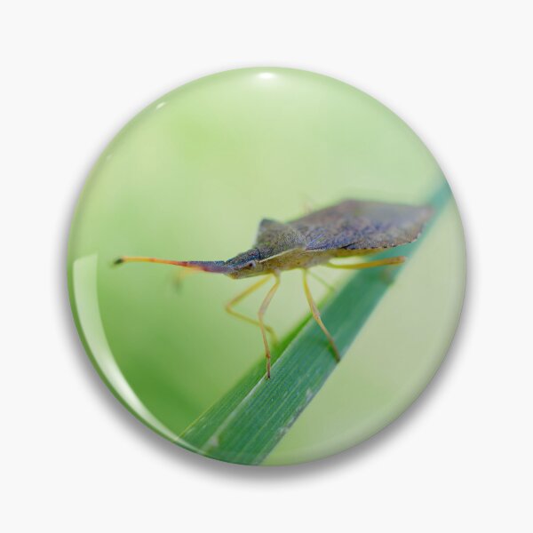 Item preview, Shield Bug designed and sold by MTPhotos1406.