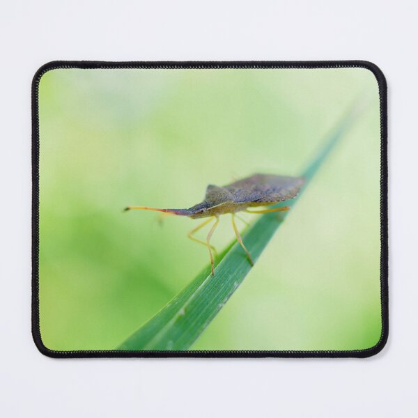 Item preview, Shield Bug designed and sold by MTPhotos1406.