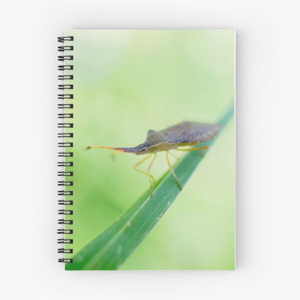 Item preview, Shield Bug designed and sold by MTPhotos1406.