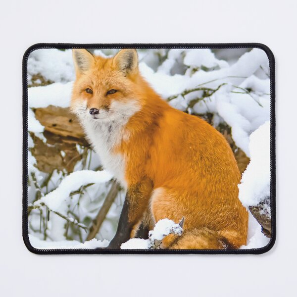 Item preview, Red Fox chilling in snow designed and sold by MorningFive.