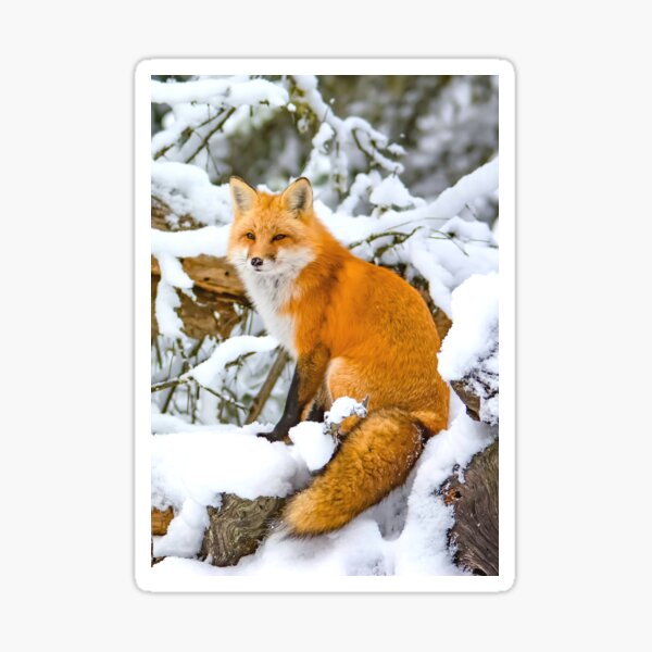 Item preview, Red Fox chilling in snow designed and sold by MorningFive.