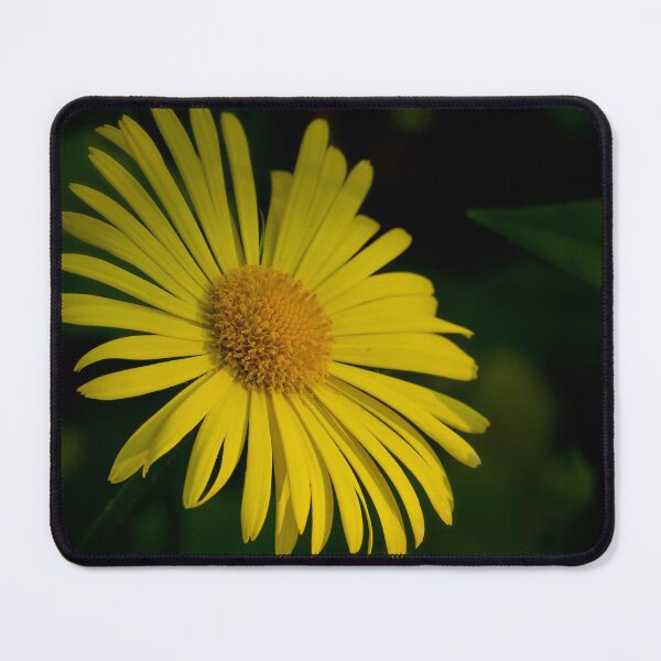Item preview, Bright yellow. Leopard's bane designed and sold by Jouko Lehto Photography.