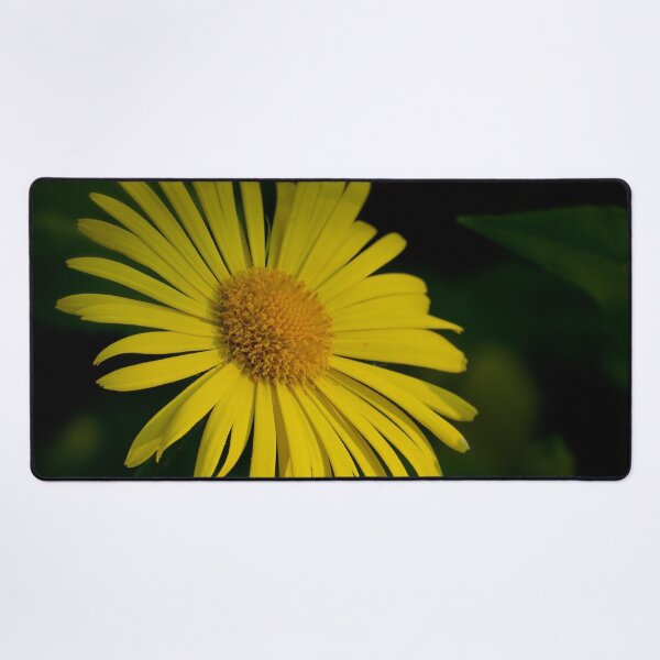 Item preview, Bright yellow. Leopard's bane designed and sold by Jouko Lehto Photography.