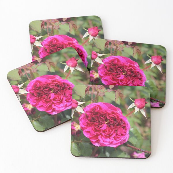 Item preview, Blossomed Pink Rose designed and sold by Cynthia48.