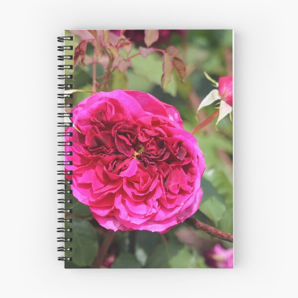 Item preview, Blossomed Pink Rose designed and sold by Cynthia48.
