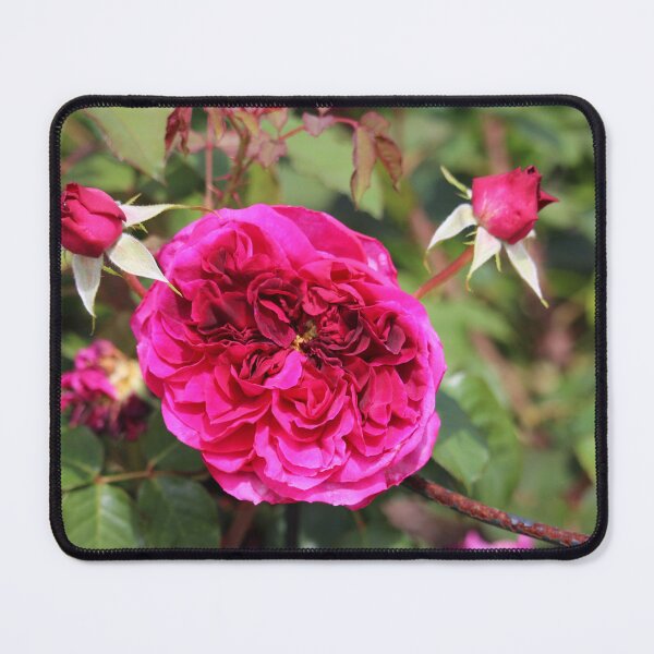 Item preview, Blossomed Pink Rose designed and sold by Cynthia48.
