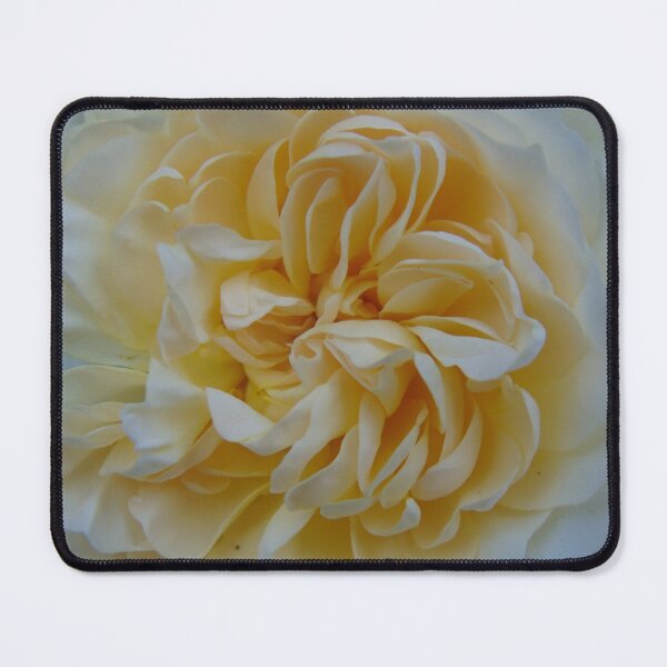 Item preview, Creamy rose designed and sold by lusiakotowska.