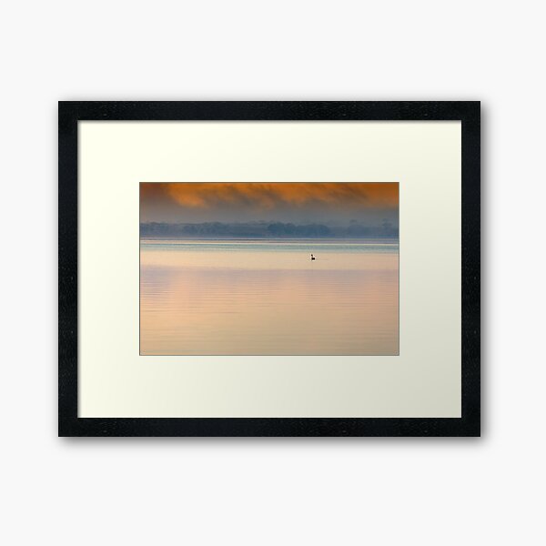 Gippsland Lakes 'Lone Swan' Framed Art Print