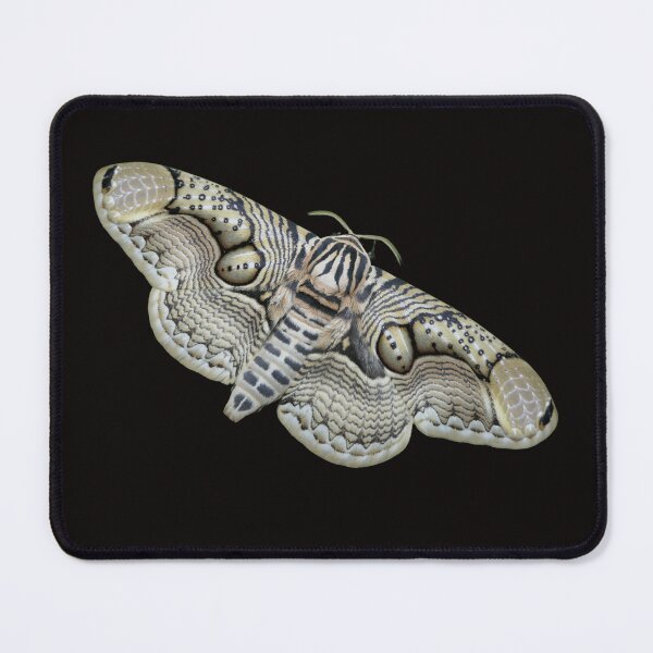 Item preview, Brahmaea hearseyi: Giant tropical owl moth designed and sold by Entomologist.