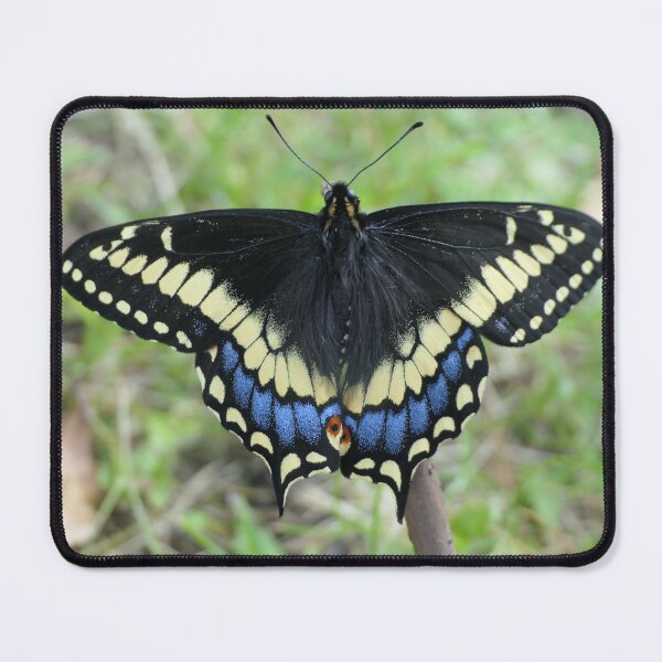 Item preview, Papilio brevicauda: Short tailed swallowtail designed and sold by Entomologist.