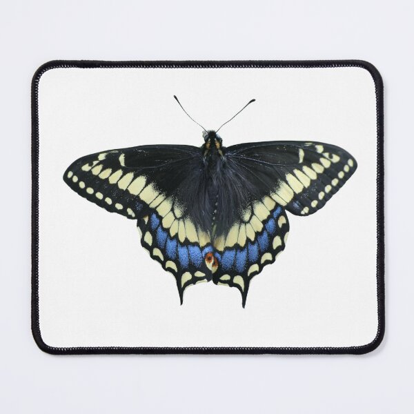 Item preview, Short tailed swallowtail: Papilio brevicauda (real!) designed and sold by Entomologist.