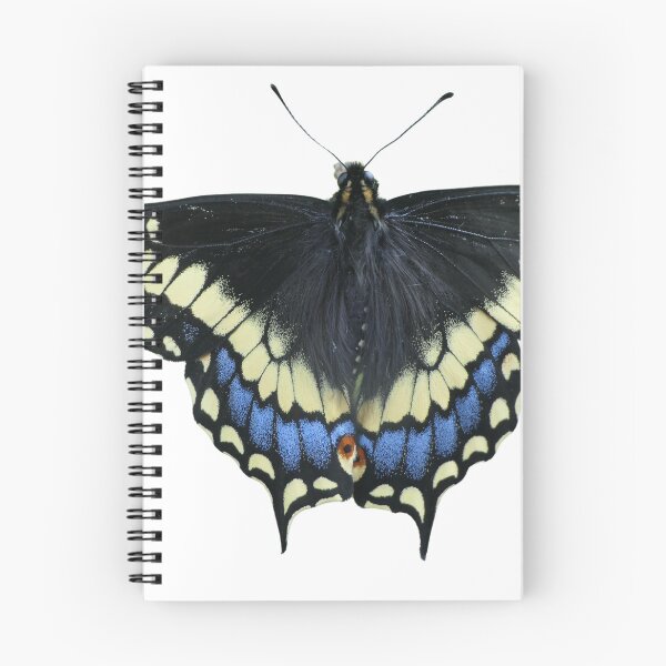 Item preview, Short tailed swallowtail: Papilio brevicauda (real!) designed and sold by Entomologist.