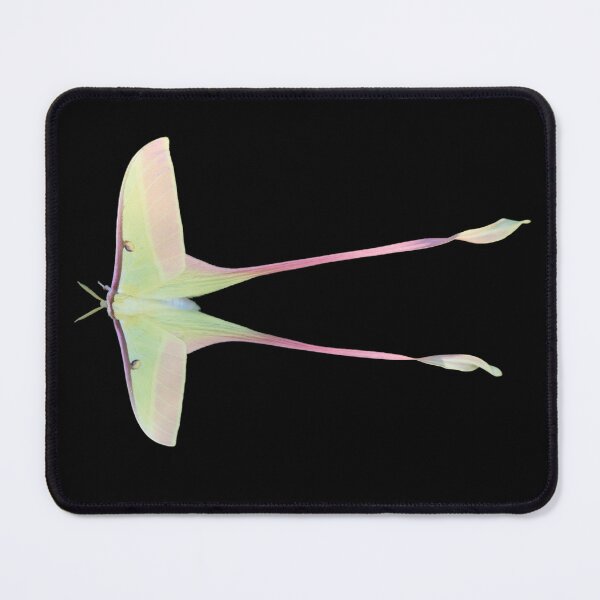 Item preview, Actias dubernardi: Chinese Moon Moth HD designed and sold by Entomologist.