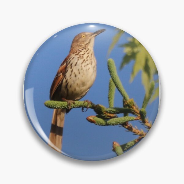 Item preview, Brown Thrasher Enjoying the Morning Sun designed and sold by Judy Geller.