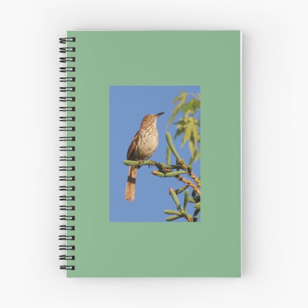 Item preview, Brown Thrasher Enjoying the Morning Sun designed and sold by Judy Geller.