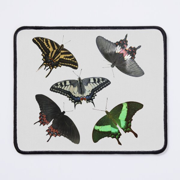 Item preview, Swallowtail butterflies: Papilio (x5) designed and sold by Entomologist.