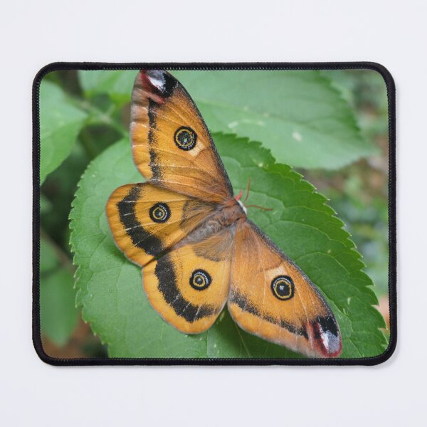 Item preview, Walter's Silkmoth: Calosaturnia walterorum designed and sold by Entomologist.