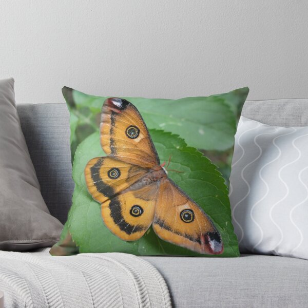 Item preview, Walter's Silkmoth: Calosaturnia walterorum designed and sold by Entomologist.