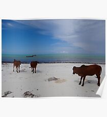 Cows On The Beach One - Zanzibar, Tanzania, Africa Poster
