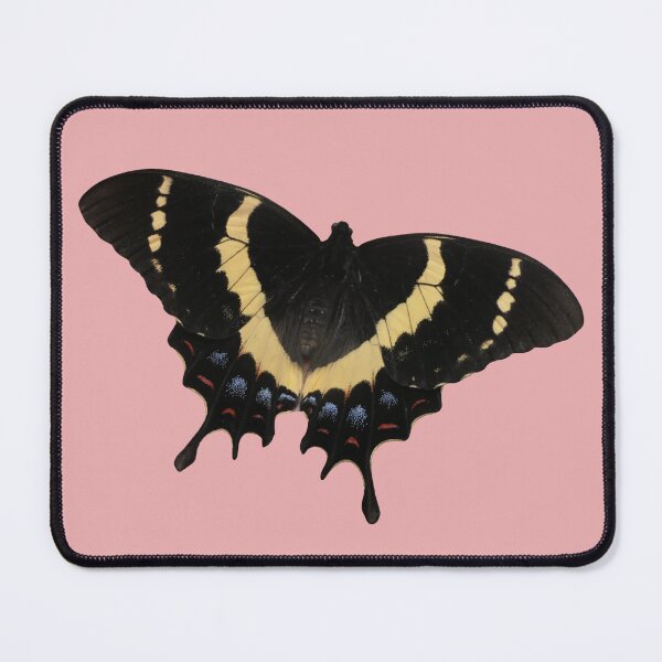 Item preview, Magnificent swallowtail: Papilio garamas (real photo) designed and sold by Entomologist.