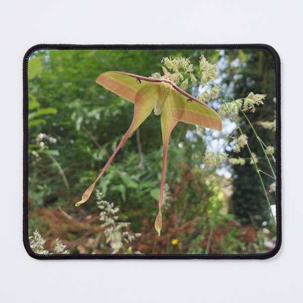 Item preview, Actias dubernardi: Chinese Moon Moth designed and sold by Entomologist.