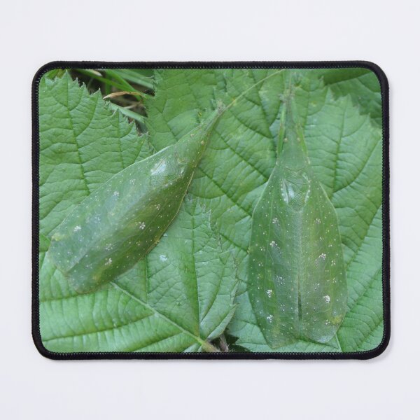 Item preview, Camouflaged insects: Phyllomimus sp. (by Bart Coppens) designed and sold by Entomologist.