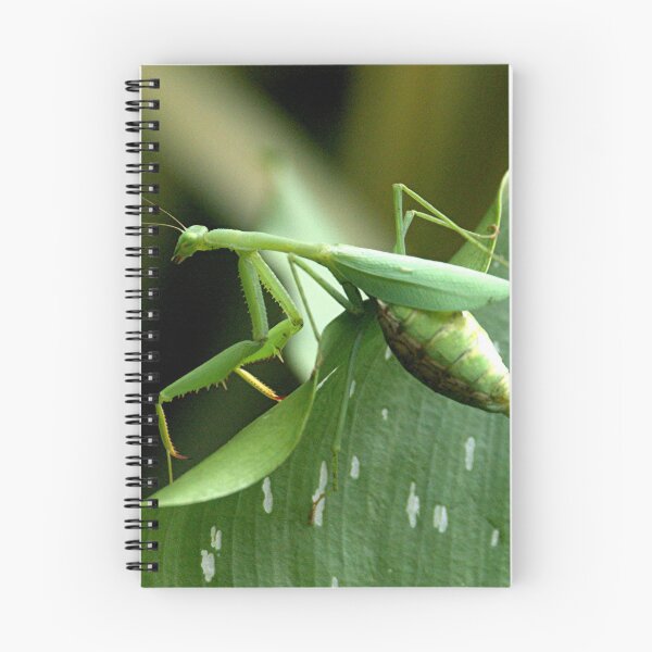 Item preview, Praying Mantis......looking for a place to give birth...!! designed and sold by Roy  Massicks.