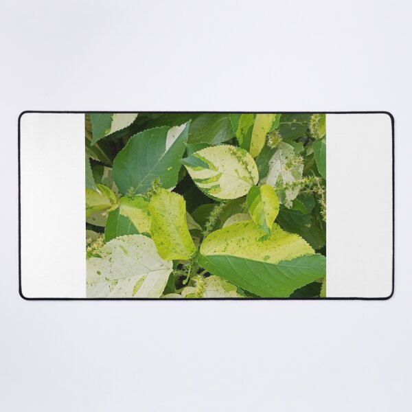 Item preview, green mix plant in the garden  designed and sold by USCOLstore.