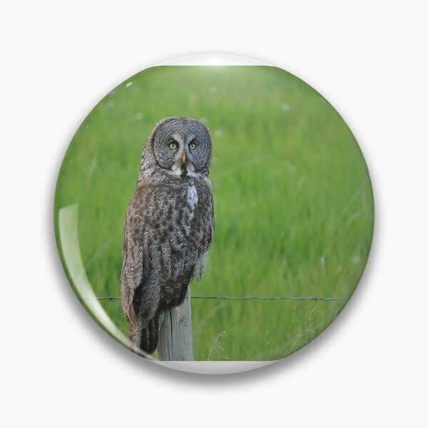 Item preview, Owl on a fence post  designed and sold by amymayb.