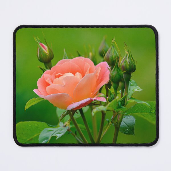 Item preview, rose designed and sold by Erwin G. Kotzab.