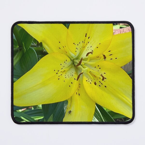 Item preview, Yellow lily  designed and sold by Gizmo-cat.