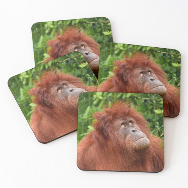 Item preview, Orangutan's Thoughtful Gaze designed and sold by rawshutterbug.