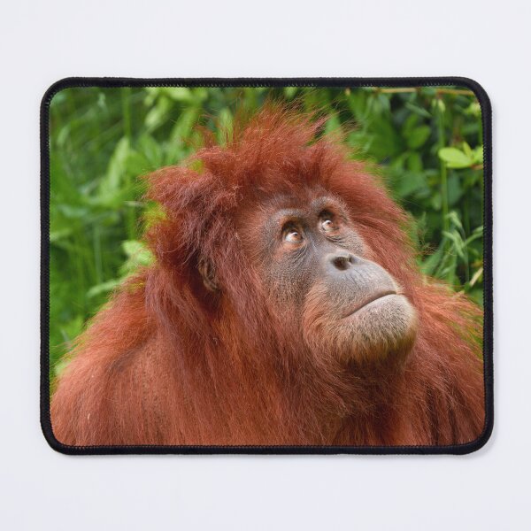 Item preview, Orangutan's Thoughtful Gaze designed and sold by rawshutterbug.
