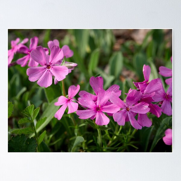 Item preview, Colores primaverales. flox de la pradera designed and sold by Jouko Lehto Photography.