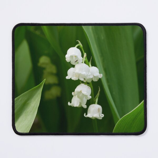 Item preview, A shy visitor. Lily of the valley designed and sold by Jouko Lehto Photography.