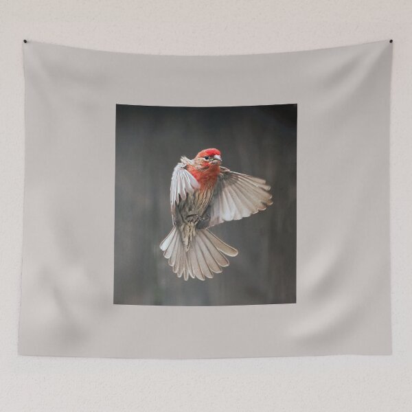 Item preview, House Finch in Flight designed and sold by CarolM.