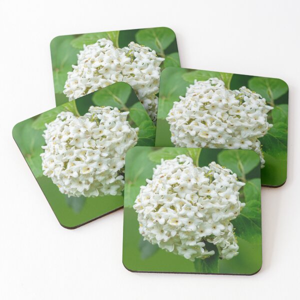 Item preview, White Flower Burst designed and sold by SafariByMarisa.