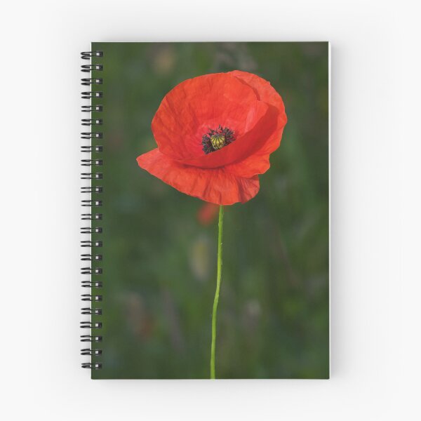Item preview, Solitary Poppy designed and sold by Tom McPherson Photography.