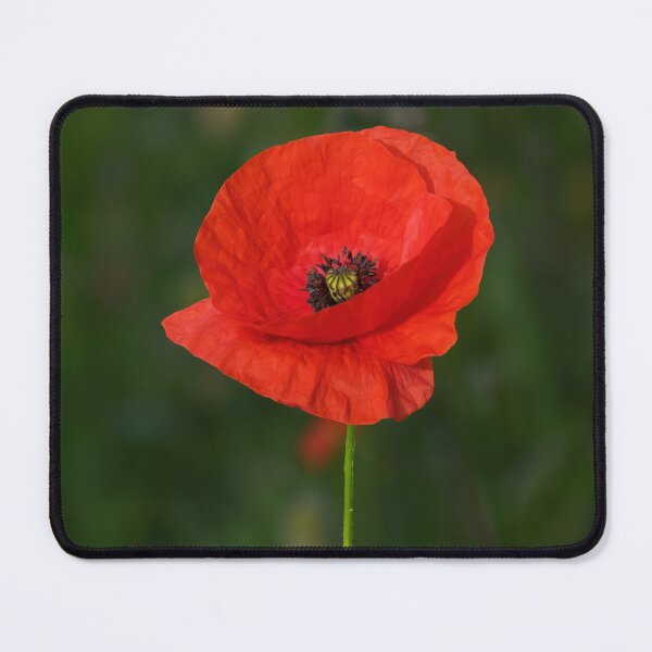 Item preview, Solitary Poppy designed and sold by Tom McPherson Photography.