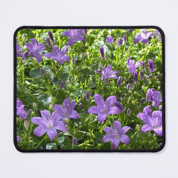 Item preview, Purple Campanula (Trailing Bellflower) Photo designed and sold by A-inProgress.