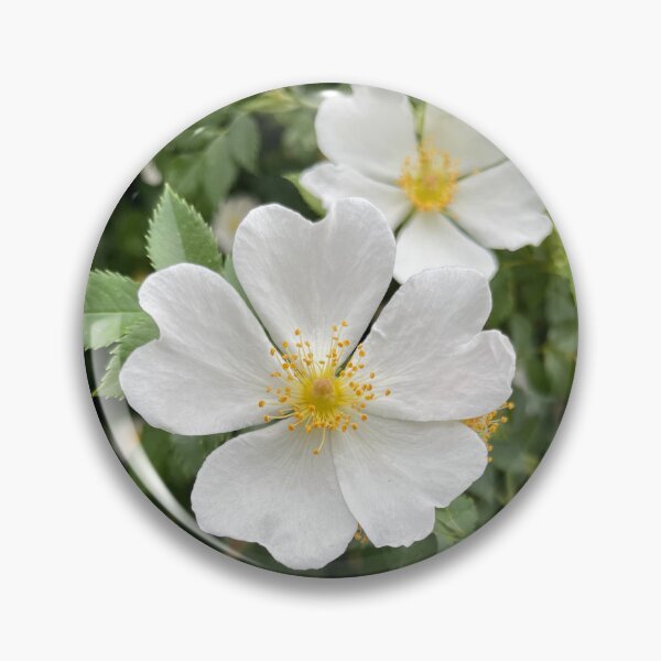 Item preview, White Burnet Rose Photo designed and sold by A-inProgress.