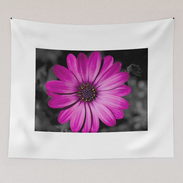 Artikelvorschau, African Daisy on black background entworfen und verkauft von Cblifeisgood.
