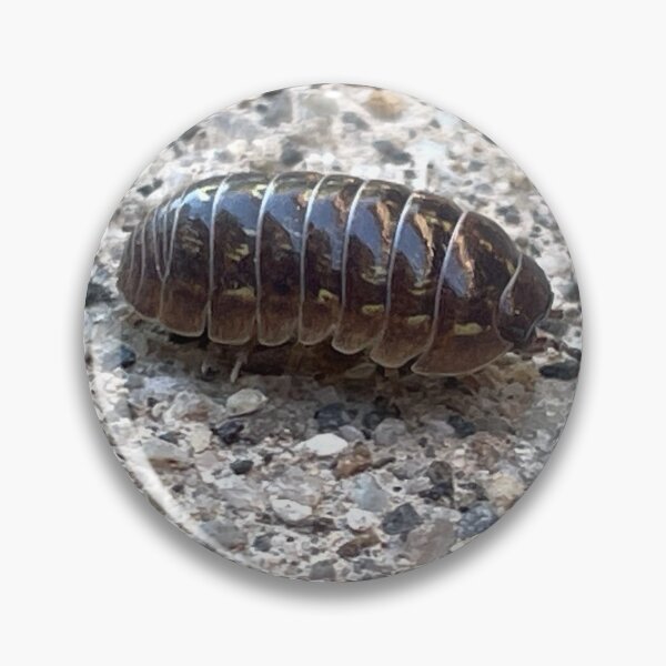 Item preview, Pillbug Photo designed and sold by A-inProgress.