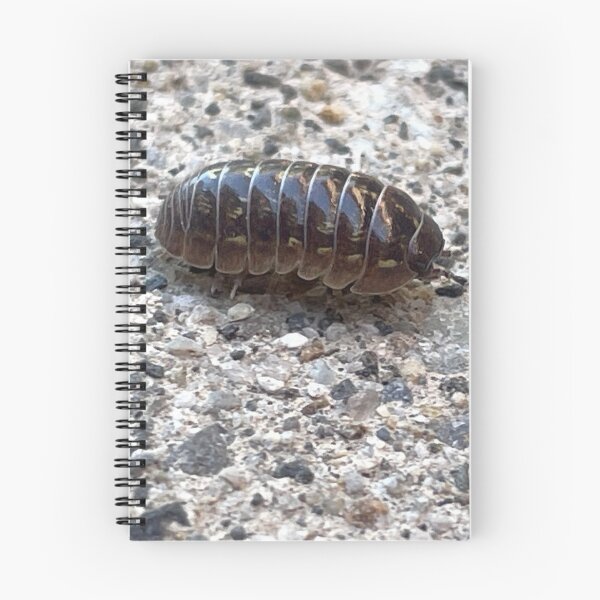 Item preview, Pillbug Photo designed and sold by A-inProgress.